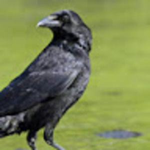 Meet your Posher, Robyn